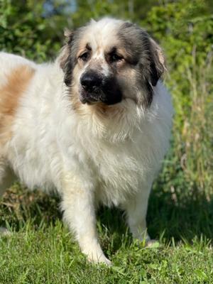 Bolt, Great Pyrenees Mix, senior, available for adoption