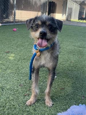 a small dog with a blue leash standing on grass