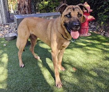 DEPUTY, German Shepherd Dog, adult, available for adoption