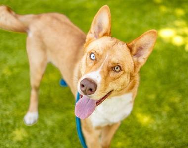 BRIOCHE, Australian Cattle Dog/Blue Heeler, young, available for adoption