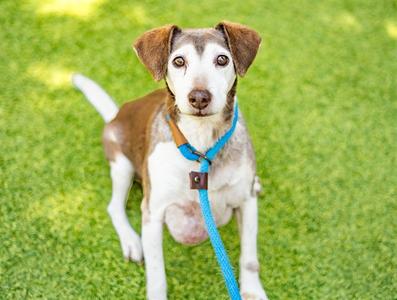 BUDDY, Beagle, senior, available for adoption