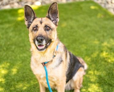 CLAWDIA, German Shepherd Dog, senior, available for adoption