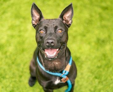 DINERO, Rat Terrier / Pit Bull Terrier, adult, available for adoption