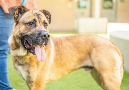 DUDE, Mastiff, adult, available for adoption