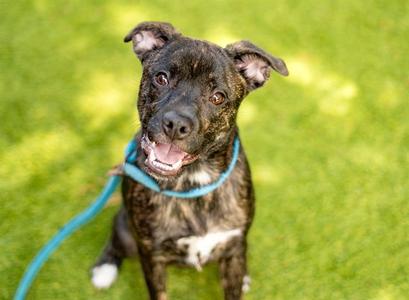 BULLY, Pit Bull Terrier, young, available for adoption