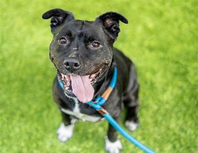 DOTTIE, Labrador Retriever / Pit Bull Terrier, adult, available for adoption