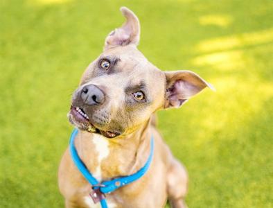 A brown dog with a blue collar is looking up with its head tilted, standing on a green grassy field.
