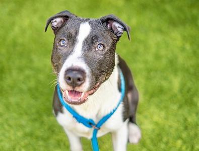 CABO, Pit Bull Terrier, adult, available for adoption