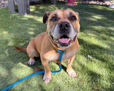 FREYA, American Bulldog, senior, available for adoption