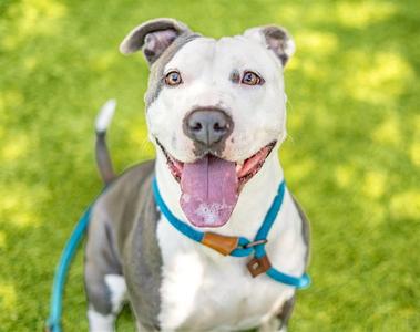 COOL WHIP, Pit Bull Terrier, adult, available for adoption