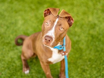 A brown and white dog with floppy ears standing on green grass, wearing a blue collar and leash.