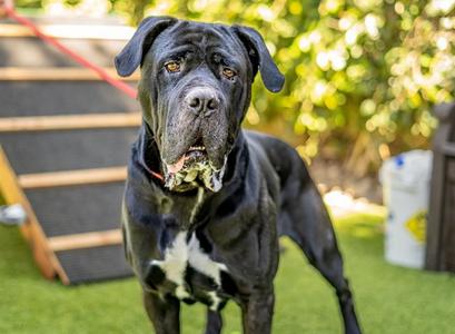 GNOCCHI, Cane Corso Mastiff, senior, available for adoption