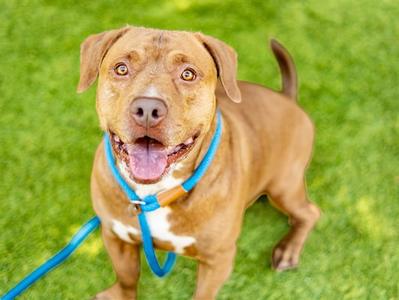 BRENT, Pit Bull Terrier / Basset Hound, adult, available for adoption