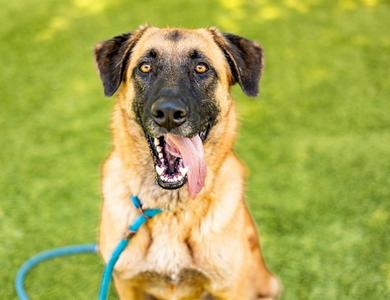 BRUNO, Anatolian Shepherd, adult, available for adoption