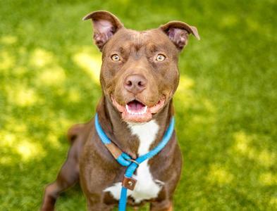 ANNA, Labrador Retriever / Pit Bull Terrier, adult, available for adoption