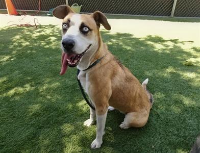 APPLE, Husky, adult, available for adoption