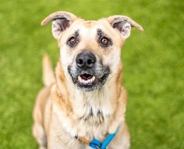 HONEY BEAR, German Shepherd Dog, adult, available for adoption