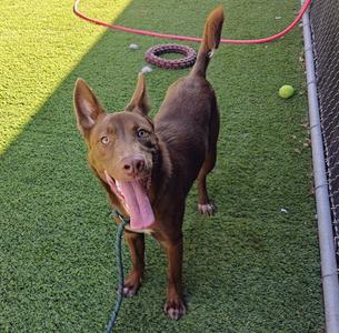 A brown dog with a happy expression, standing on a green artificial turf surface, with a red leash and a green tennis ball nearby.