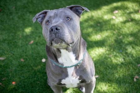 BLUE, Pit Bull Terrier, senior, available for adoption