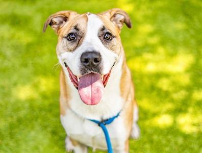 BARBARA JEAN, Siberian Husky / Pit Bull Terrier, adult, available for adoption