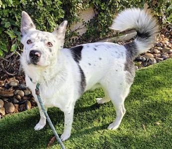 COOKIES 'N CREAM, Australian Cattle Dog/Blue Heeler, adult, available for adoption