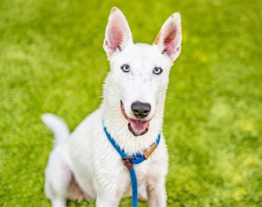 ASAMI, Bull Terrier, young, available for adoption