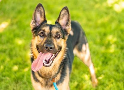 GUNNER, German Shepherd Dog, adult, available for adoption