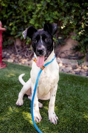 BULLSEYE, Labrador Retriever, young, available for adoption