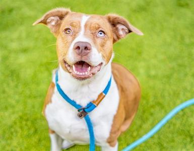 AMBER, Pit Bull Terrier / Labrador Retriever, adult, available for adoption