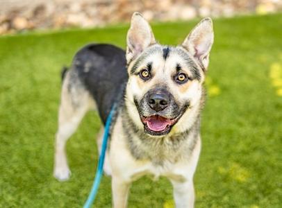 CHESTER, German Shepherd Dog, young, available for adoption