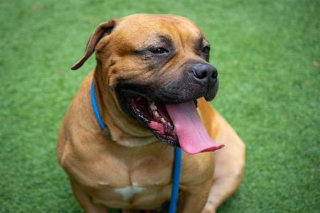 GENO, Bullmastiff, adult, available for adoption