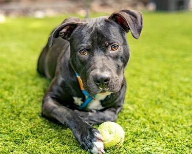 GARP, Pit Bull Terrier, adult, available for adoption