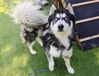 DISNEY, Siberian Husky, adult, available for adoption