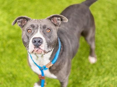 BABEZ, Pit Bull Terrier, adult, available for adoption