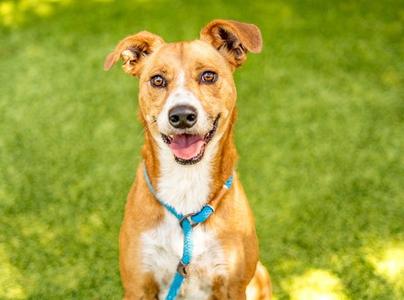 CHROMIE, Australian Cattle Dog/Blue Heeler, adult, available for adoption