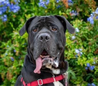 GNOCCHI, Mastiff, senior, available for adoption
