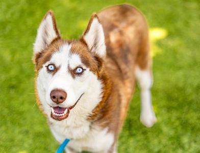 HENNESSY, Siberian Husky, adult, available for adoption