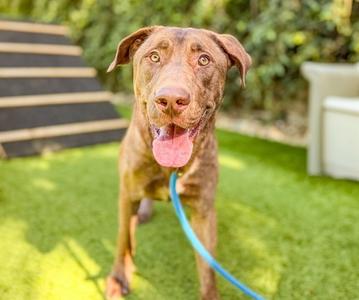 COPPER, Labrador Retriever, adult, available for adoption