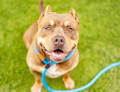 BETTY, Pit Bull Terrier, adult, available for adoption