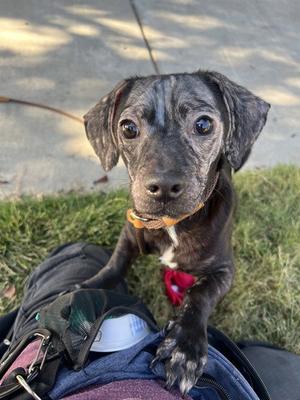 COLA, Dachshund / Chihuahua, adult, available for adoption