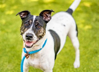 HIGHLAND, Pointer / Parson Russell Terrier, adult, available for adoption