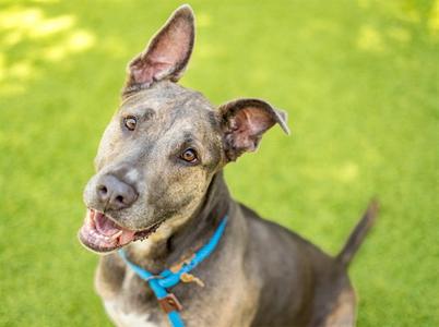 DAHLIA, Pit Bull Terrier, adult, available for adoption