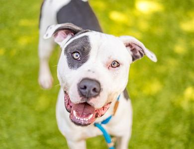 BATON, Pit Bull Terrier, adult, available for adoption