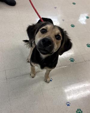 BULL, Mixed Breed, young, available for adoption