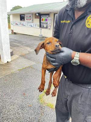 CHARLIE, Beagle and Redbone Coonhound, puppy, available for adoption