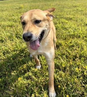 CASH, Labrador Retriever Mix, adult, available for adoption