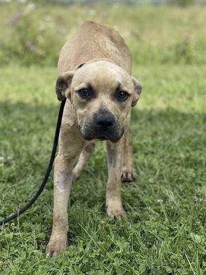 A light brown puppy with a black leash standing on grass.