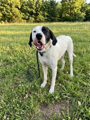 ACE, English Pointer Mix, adult, available for adoption