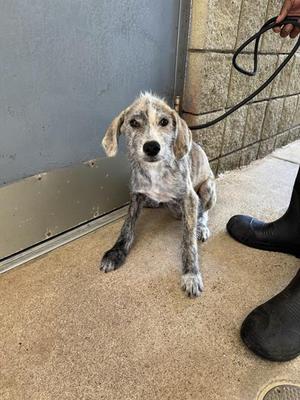 A small, scruffy dog with a mottled gray and white coat is sitting on a concrete floor. The dog has floppy ears and is looking directly at the camera. A person's hand is holding a leash attached to the dog, and the person is wearing black boots.
