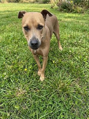 A brown dog standing on grass, looking directly at the camera.